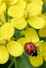 leppakerttu.jpg_01500224