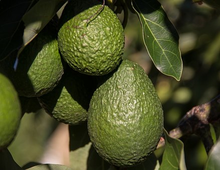 avocado